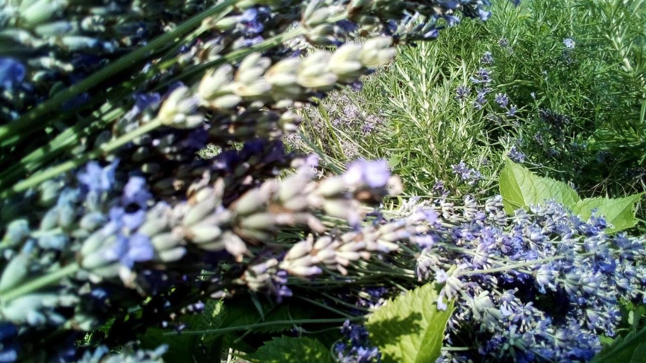 Soba Lavanda Кладово Экстерьер фото